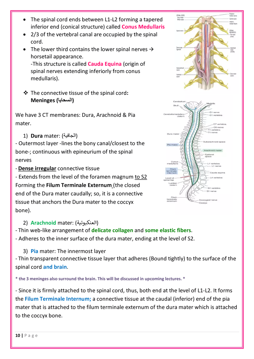 The Nervous System Anatomy - Page 12