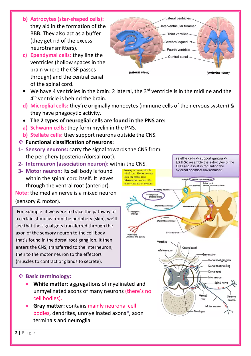 The Nervous System Anatomy - Page 2