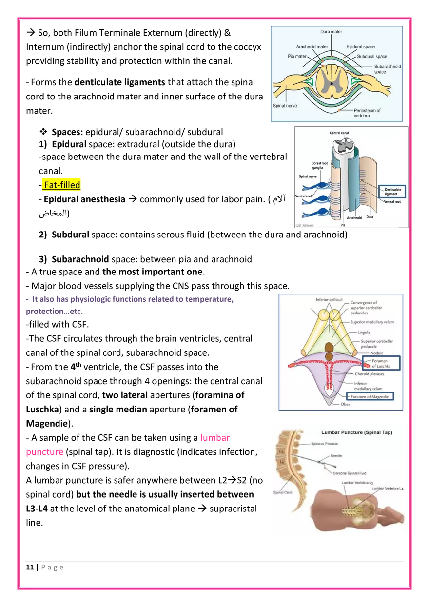 The Nervous System Anatomy - Page 3