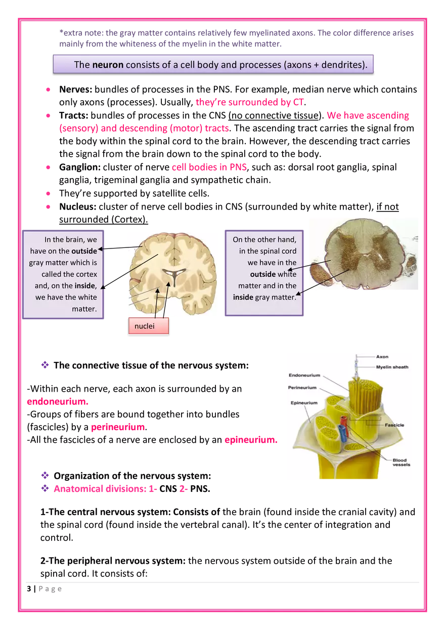The Nervous System Anatomy - Page 5