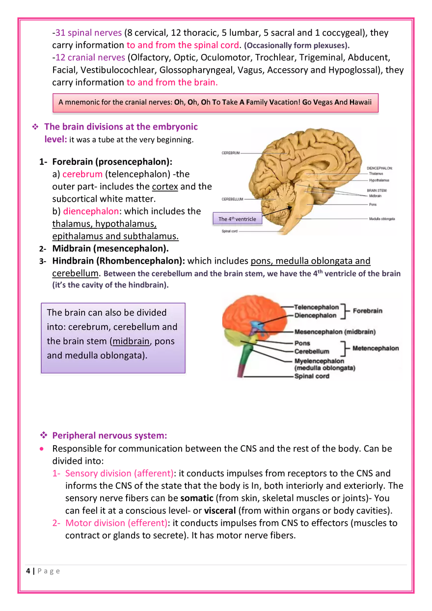 The Nervous System Anatomy - Page 6