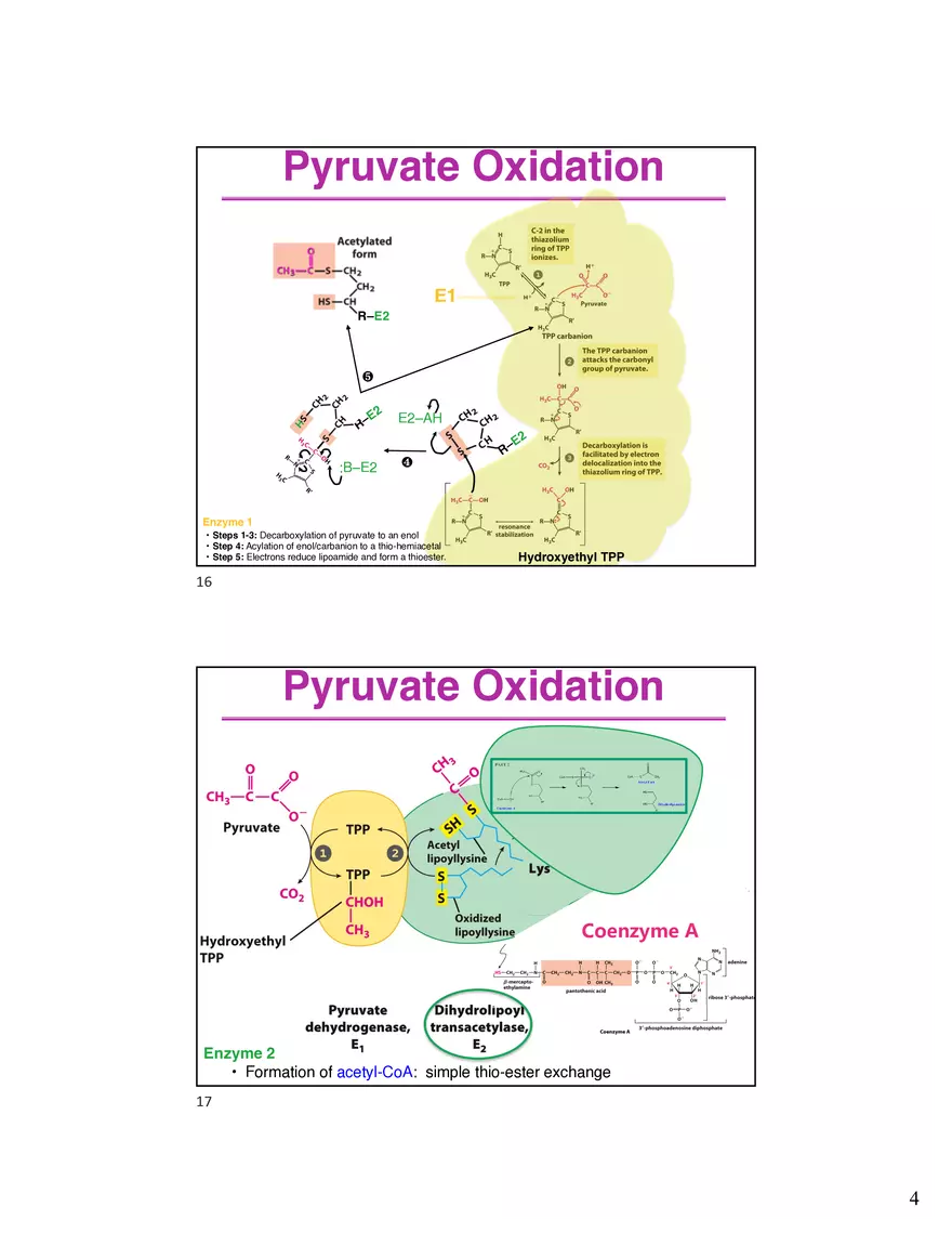 10 TCA Cycle V2026 - Page 7
