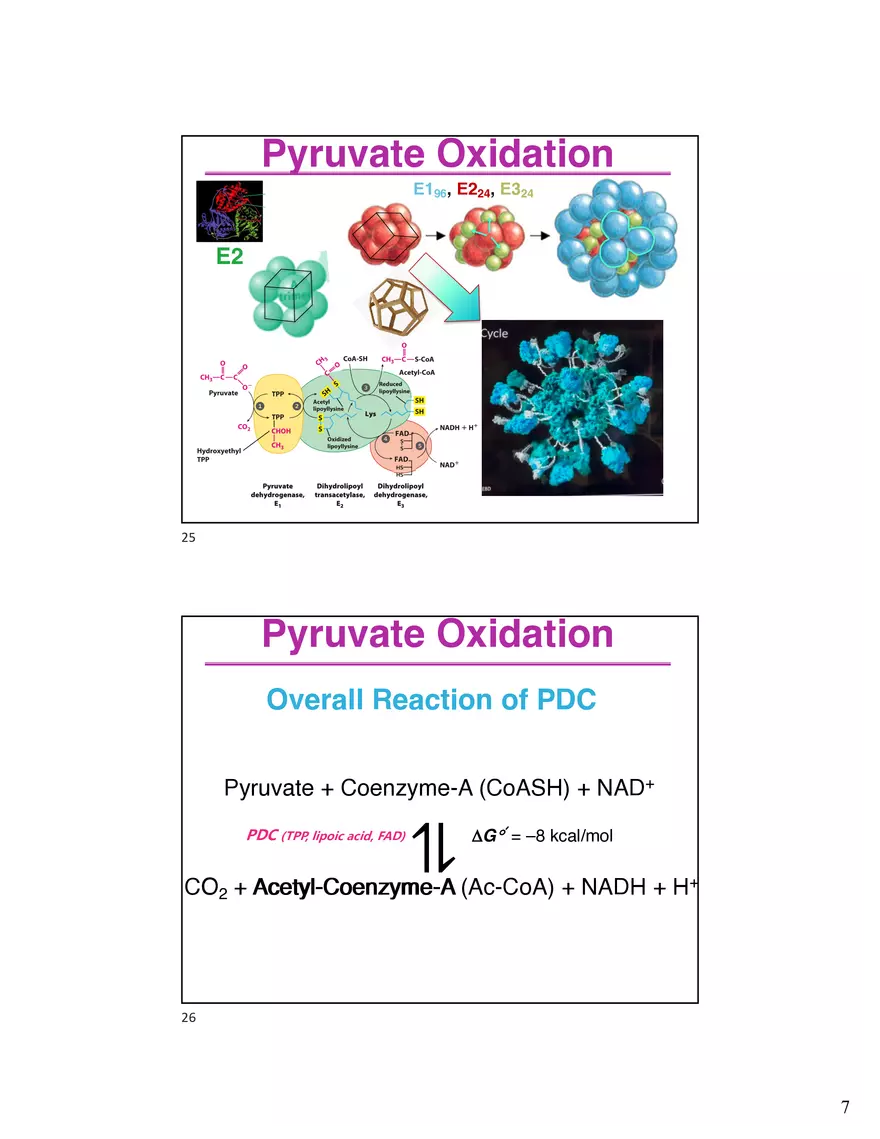10 TCA Cycle V2026 - Page 10