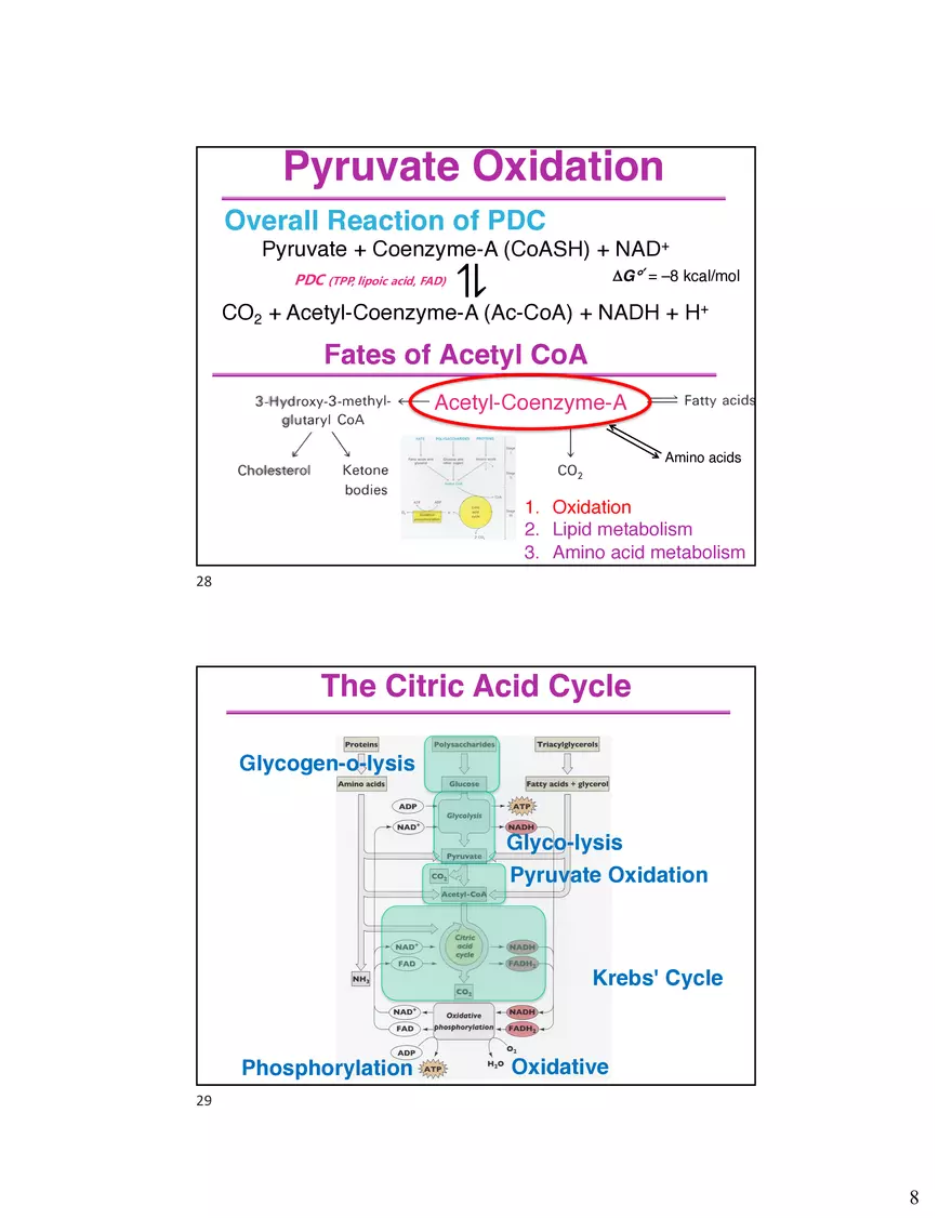 10 TCA Cycle V2026 - Page 11