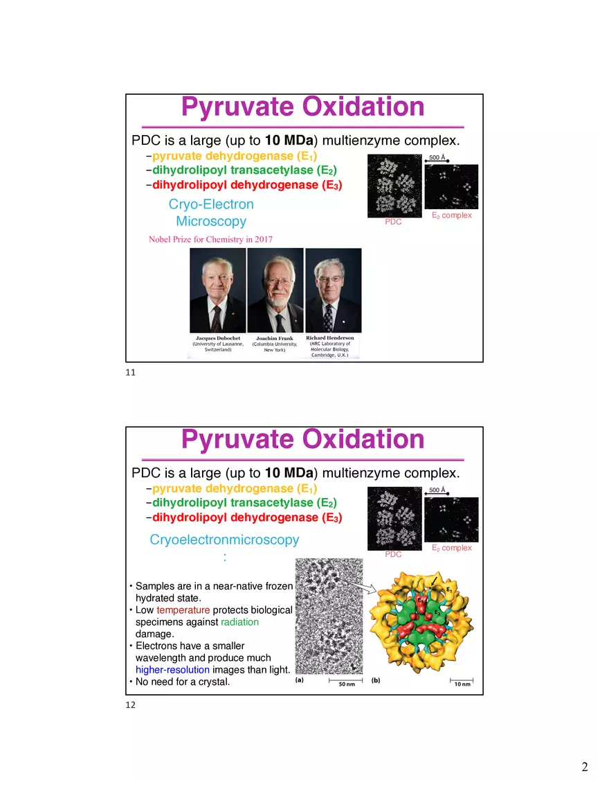 10 TCA Cycle V2026 - Page 2