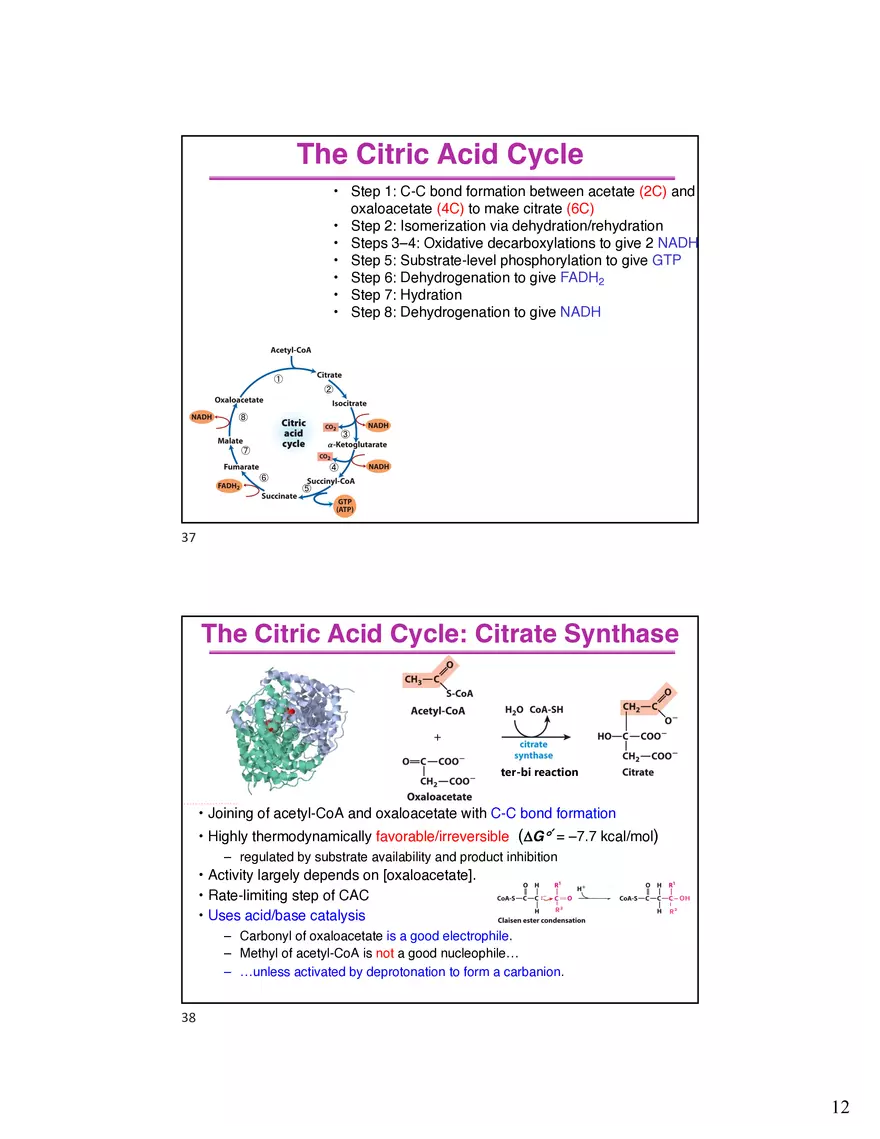 10 TCA Cycle V2026 - Page 4