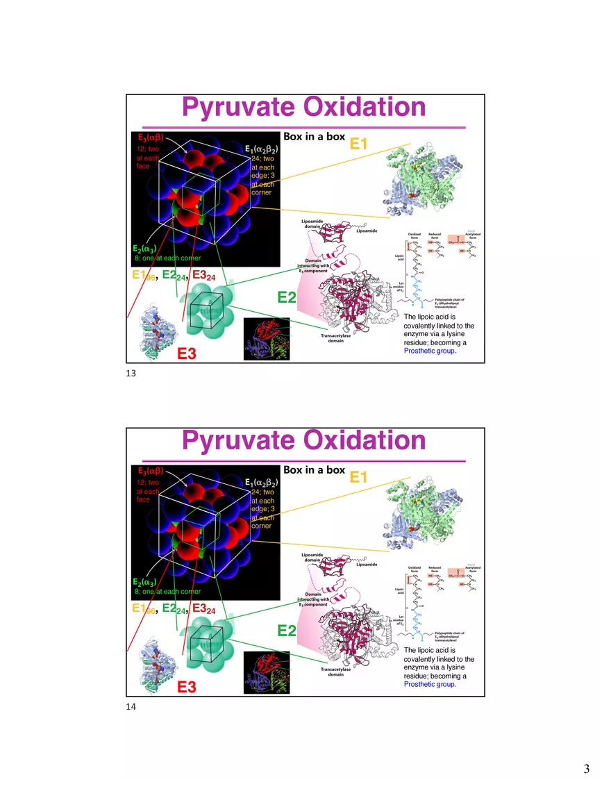 10 TCA Cycle V2026 - Page 6