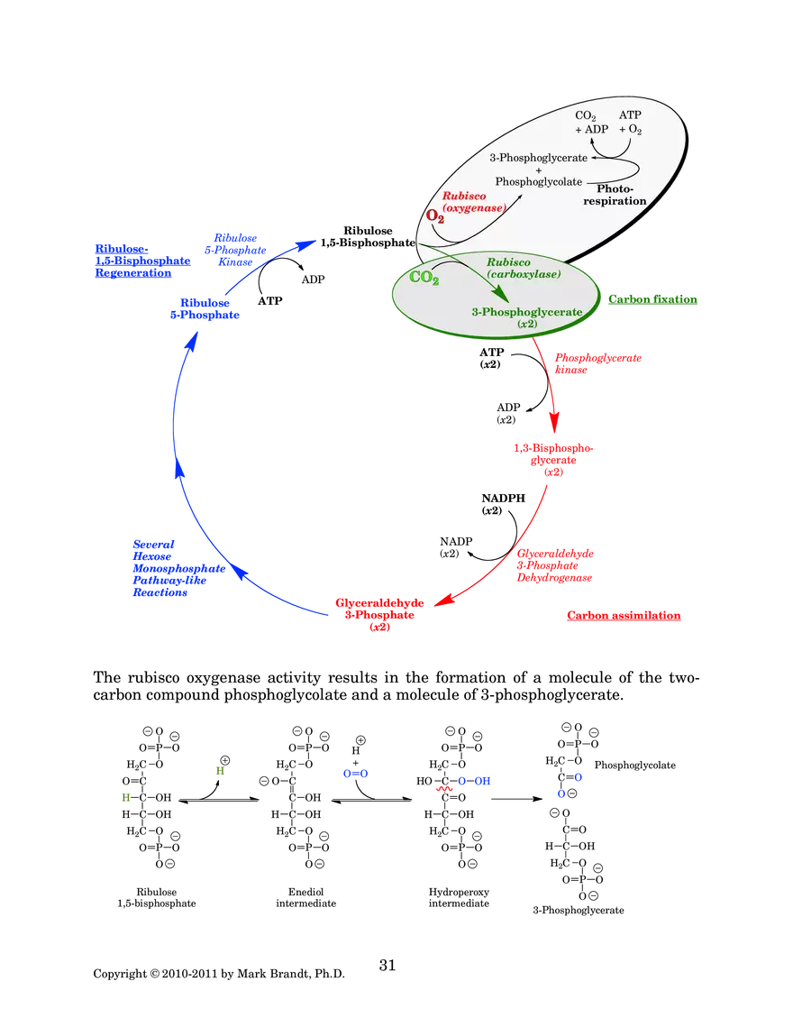 Photosynthesis: Carbon Assimilation Processes - Page 3
