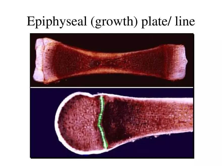 Bone Tissue - Page 7