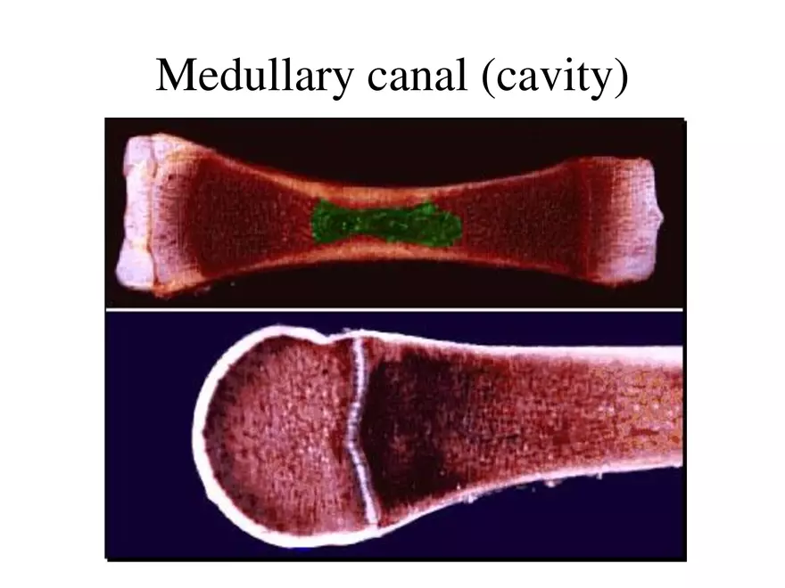 Bone Tissue - Page 8