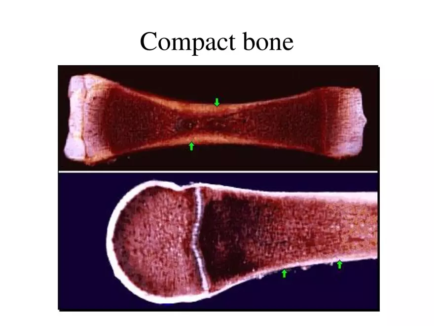 Bone Tissue - Page 9