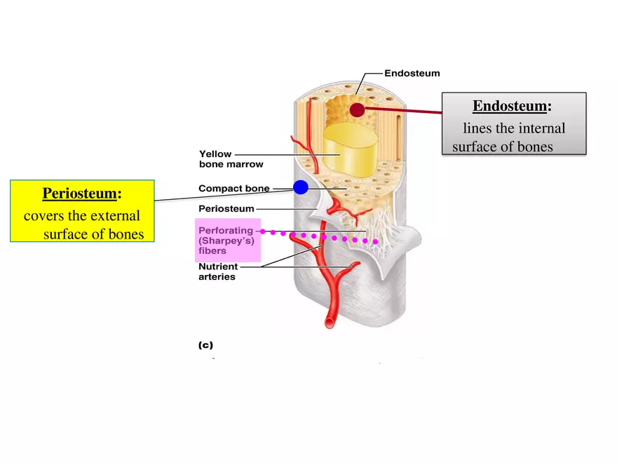 Bone Tissue - Page 11