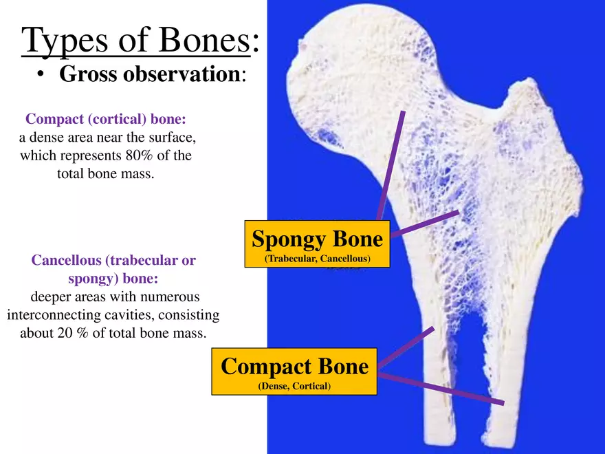 Bone Tissue - Page 13
