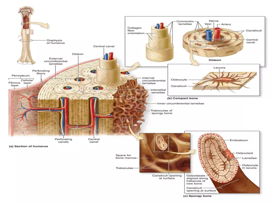 Bone Tissue - Page 14
