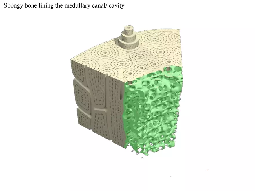 Bone Tissue - Page 15