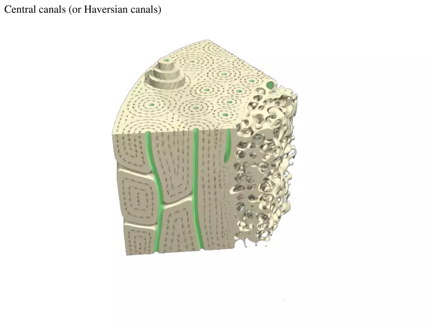 Bone Tissue - Page 16