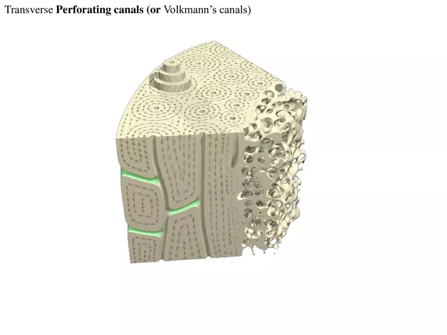 Bone Tissue - Page 17