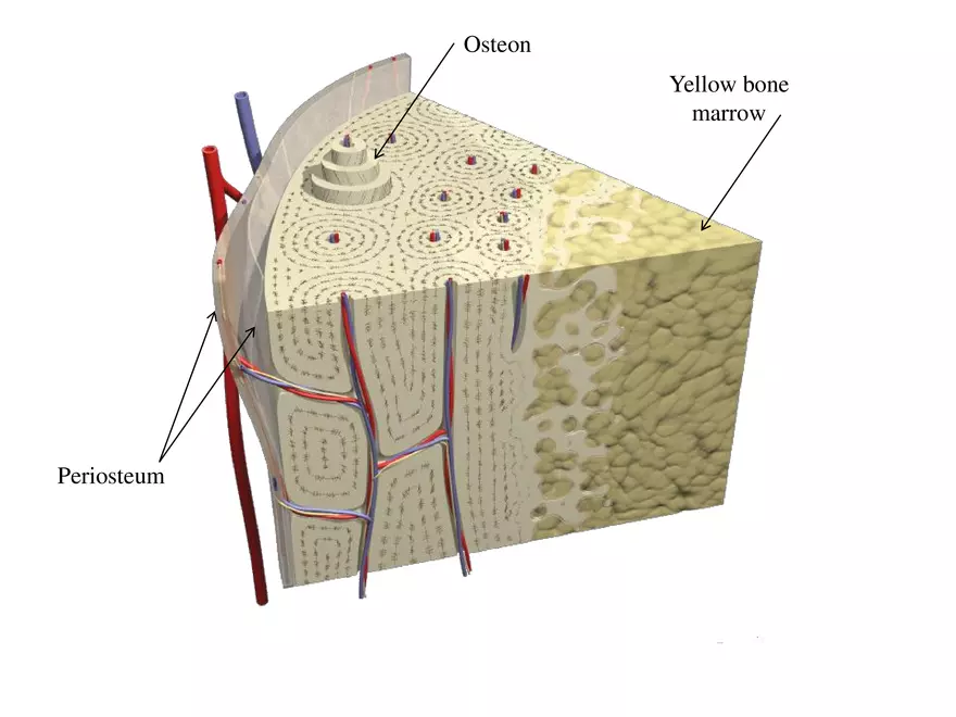 Bone Tissue - Page 18