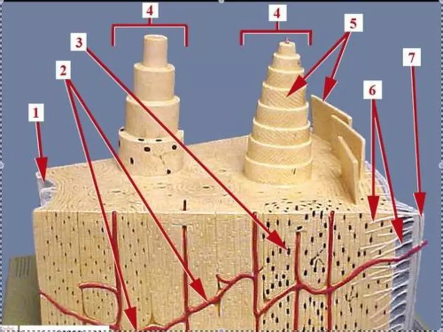 Bone Tissue - Page 19