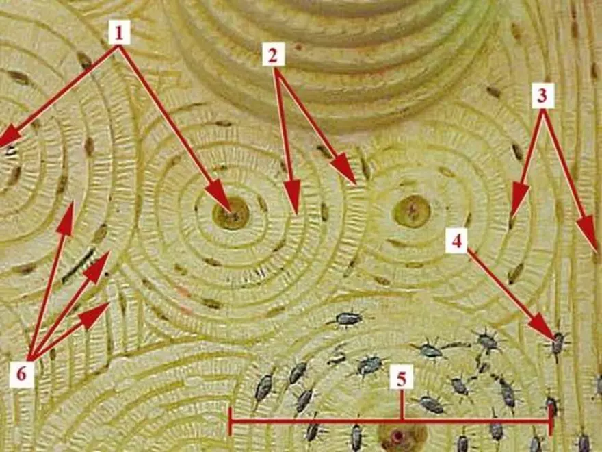 Bone Tissue - Page 20