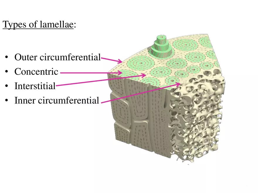 Bone Tissue - Page 21