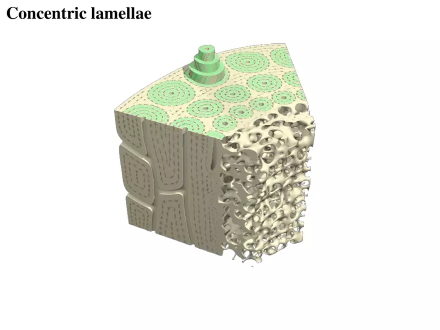Bone Tissue - Page 22