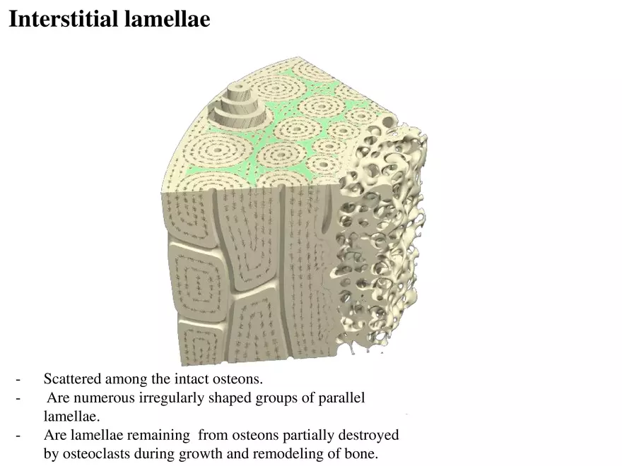 Bone Tissue - Page 23