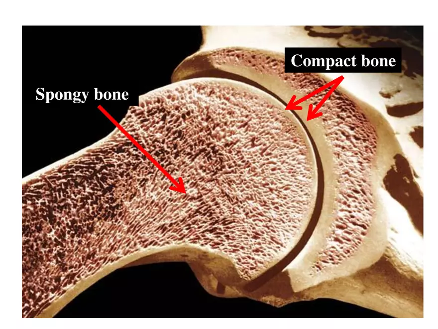 Bone Tissue - Page 24