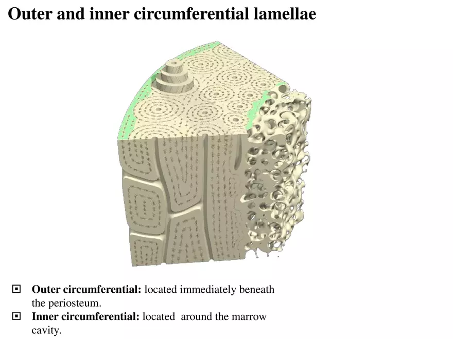 Bone Tissue - Page 25