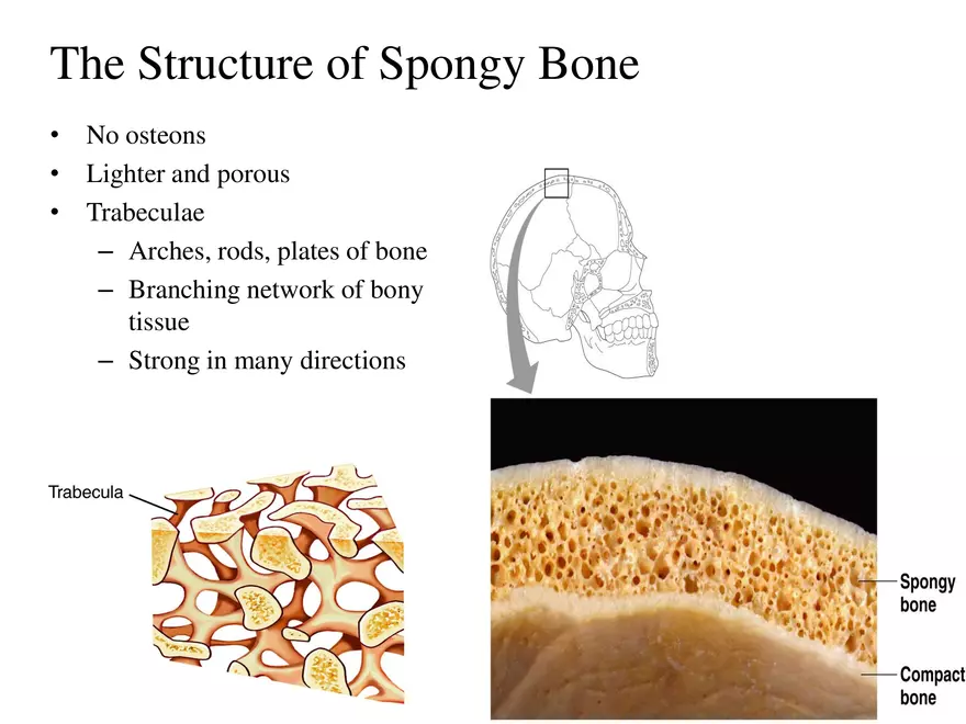 Bone Tissue - Page 26