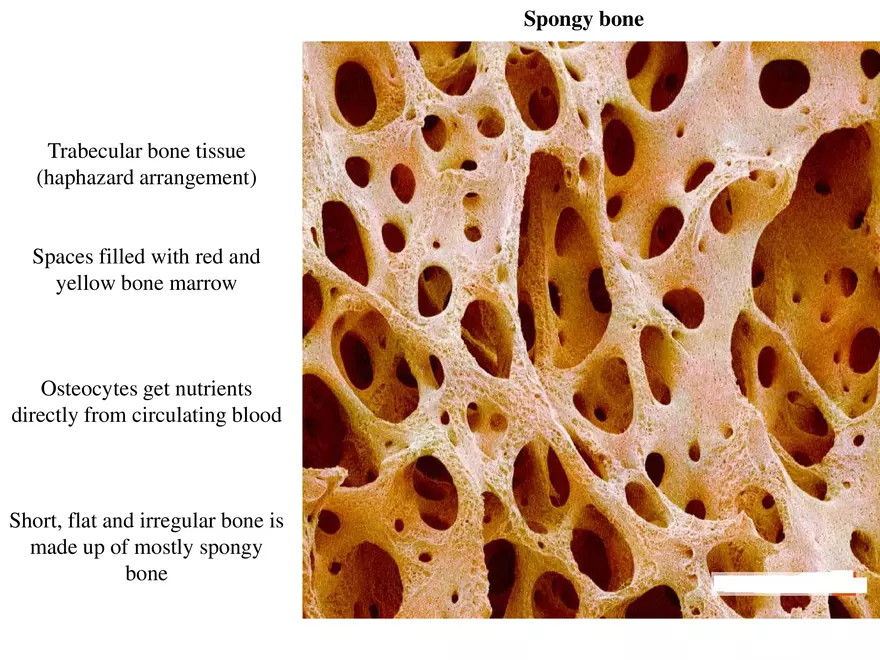 Bone Tissue - Page 27
