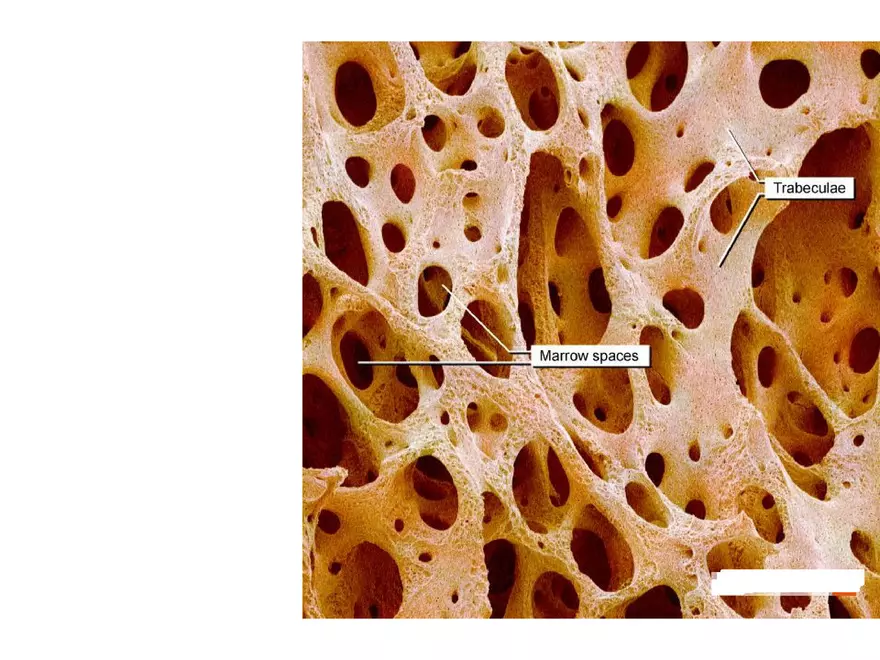 Bone Tissue - Page 28