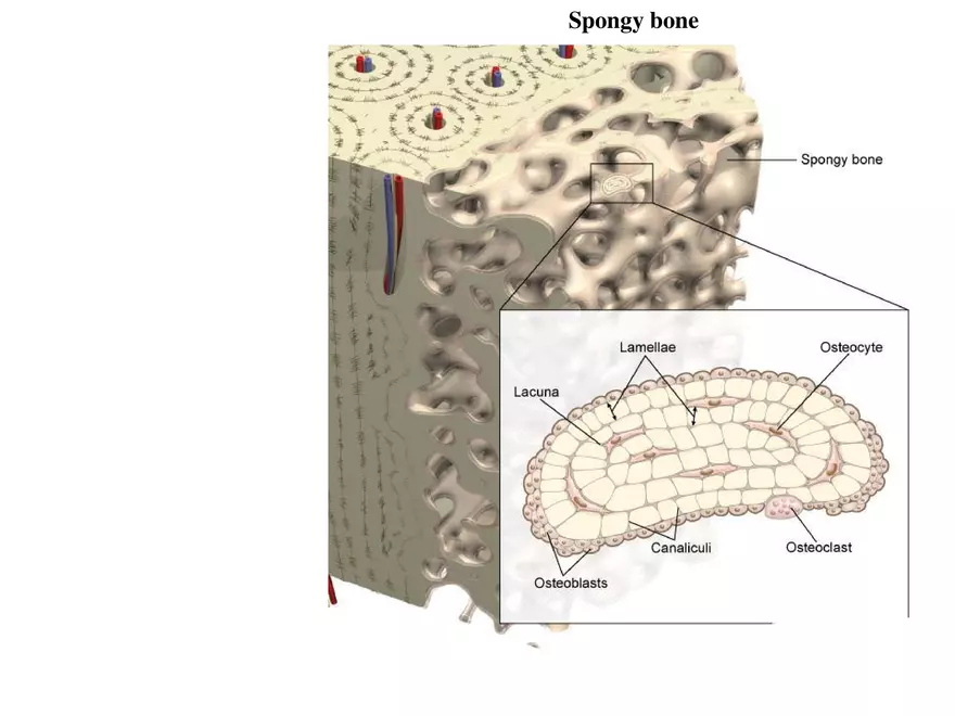 Bone Tissue - Page 29