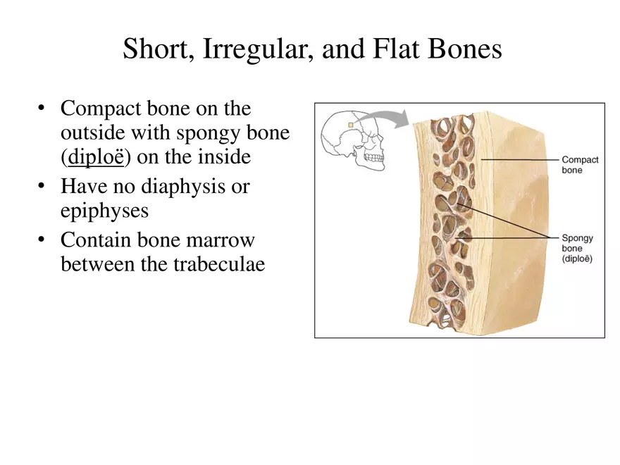 Bone Tissue - Page 33