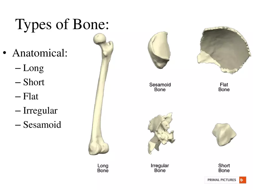 Bone Tissue - Page 35