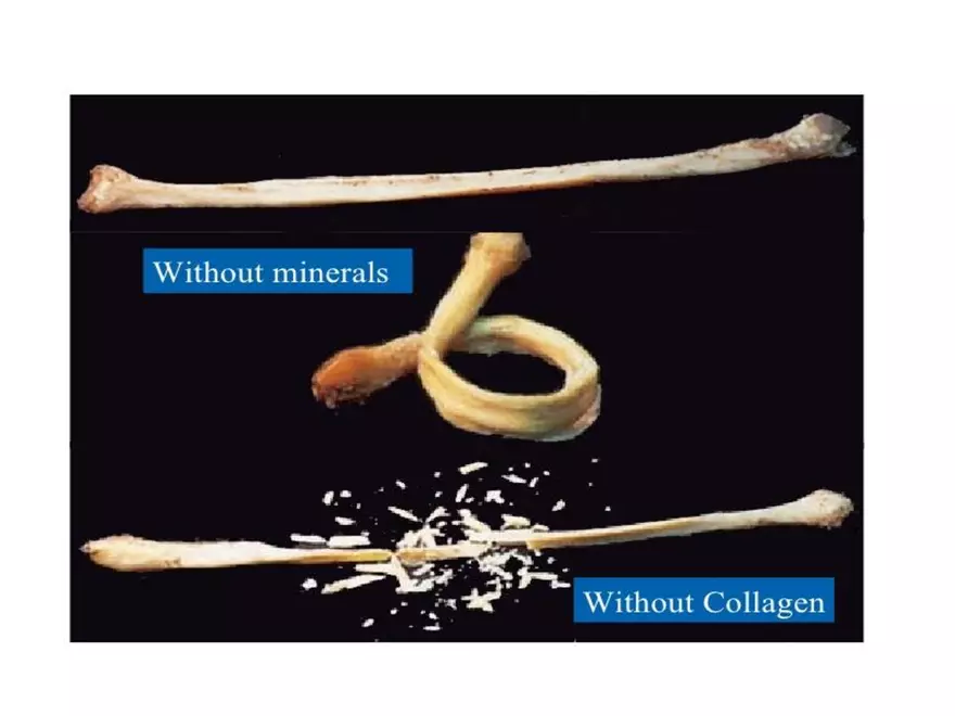 Bone Tissue - Page 36