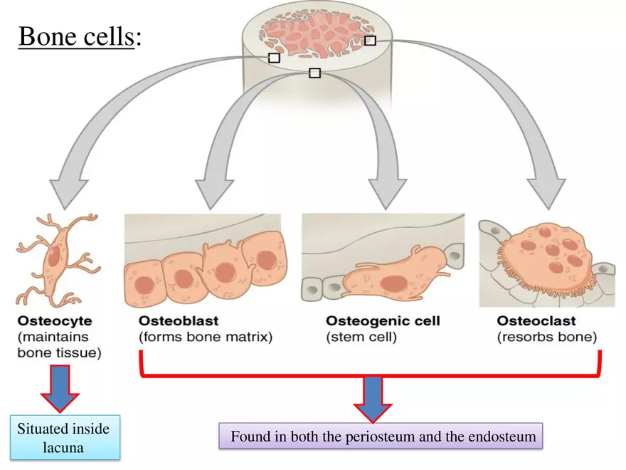 Bone Tissue - Page 37