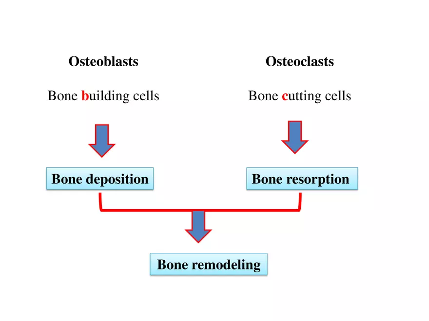 Bone Tissue - Page 38