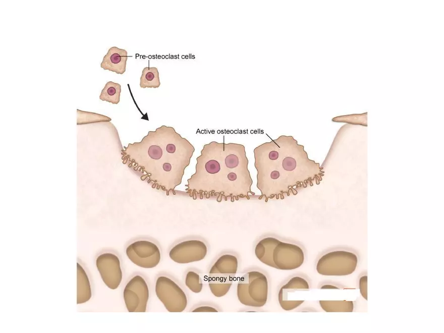 Bone Tissue - Page 39