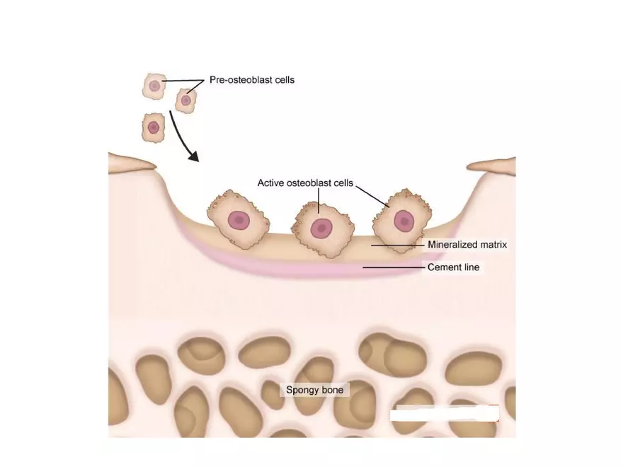 Bone Tissue - Page 40