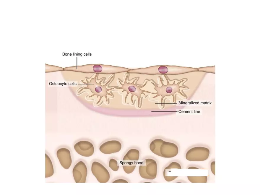 Bone Tissue - Page 41