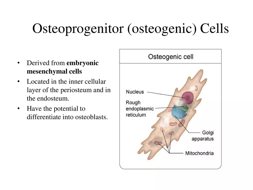 Bone Tissue - Page 42
