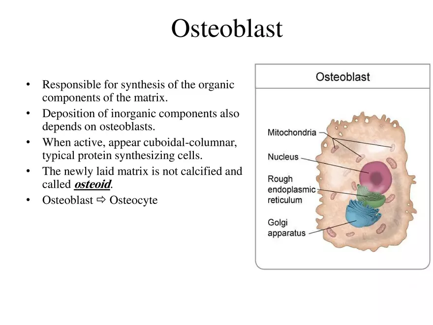 Bone Tissue - Page 43
