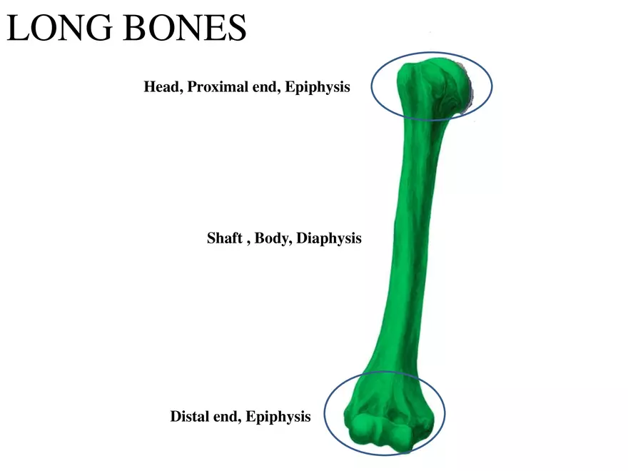 Bone Tissue - Page 46