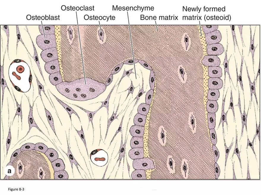 Bone Tissue - Page 47