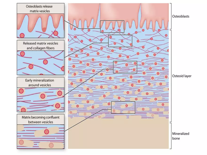 Bone Tissue - Page 48