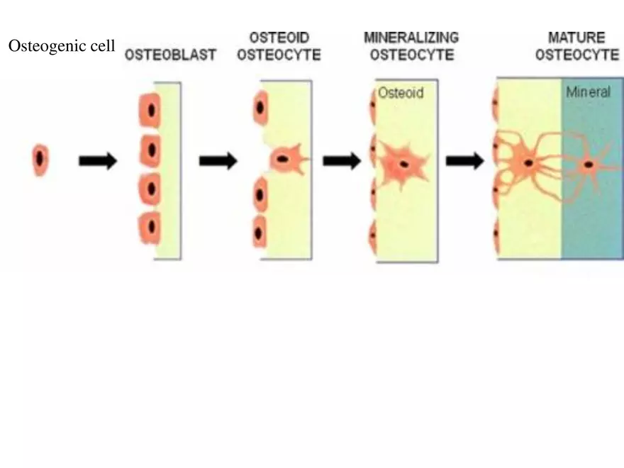 Bone Tissue - Page 49