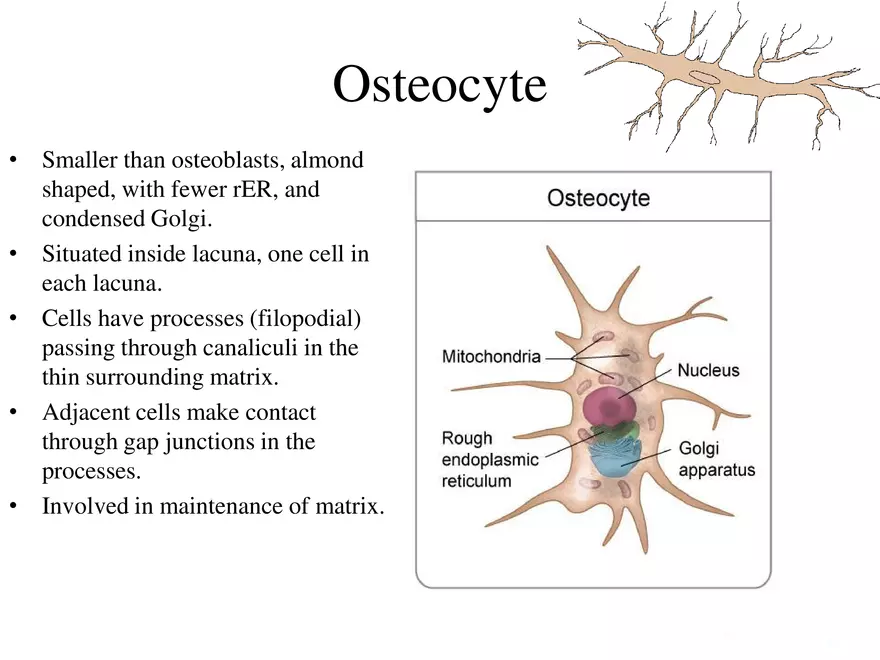 Bone Tissue - Page 50