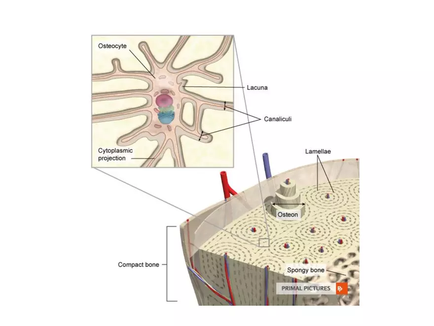 Bone Tissue - Page 51