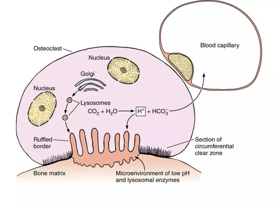Bone Tissue - Page 53